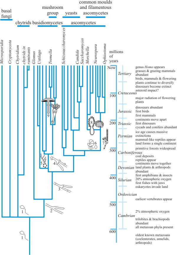 A summary of fungal evolution