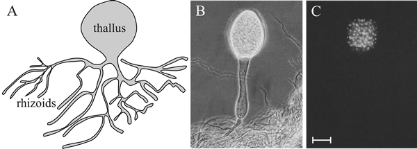 General morphology of chytrids