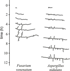 Development of young germlings