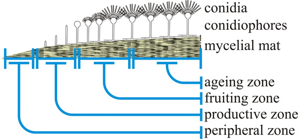 Morphological differentiation of colonies of Aspergillus