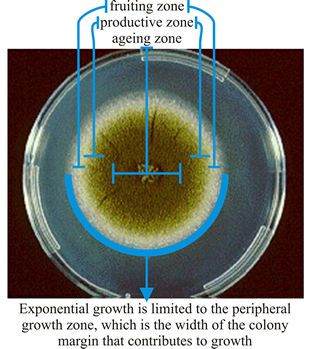 Morphological differentiation of colonies of Aspergillus