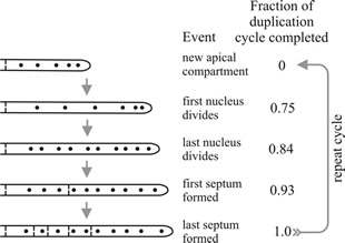 Diagrammatic representation of the duplication cycle in a leading hypha of Aspergillus nidulans