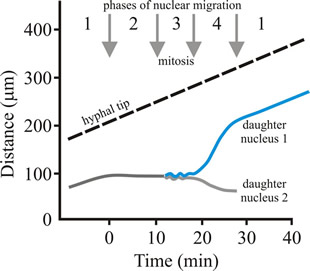 Hyphal extension and nuclear migration in dikaryotic apical compartments of Polystictus