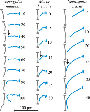 Autotropisms: diagrammatic illustrations of negative autotropism leading to the hyphal avoidance reaction