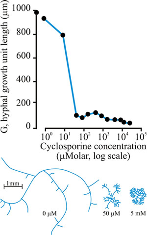 Effect of cyclosporin-A on the hyphal growth unit