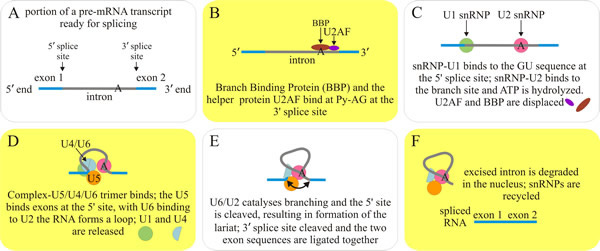 The splicing process conducted by the spliceosome