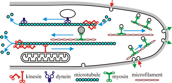 Hypothetical model of motor activity in a fungal hypha