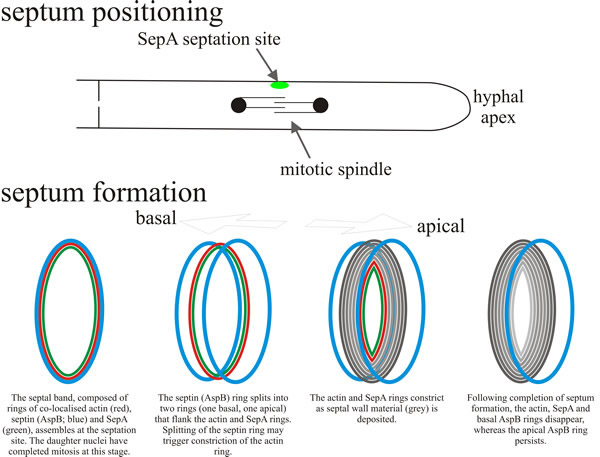 Schematic model depicting the positioning and assembly of the septal band and the septum