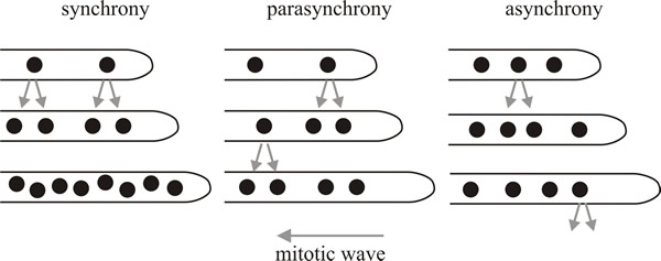 Patterns of nuclear division in multinucleated fungi