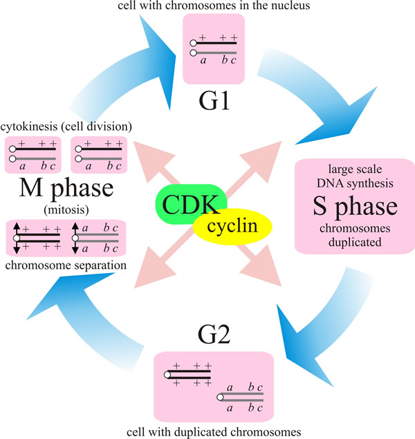 The phases of the cell cycle