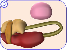 still from the mRNA processing movie