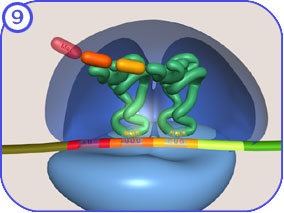 Animation showing protein translation