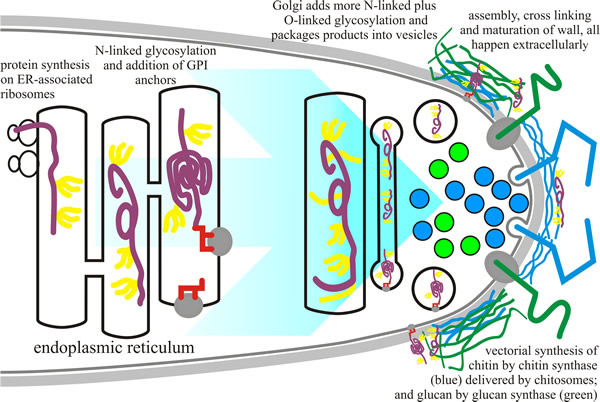 Biosynthesis of cell wall components