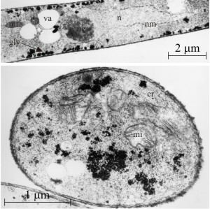 typical young vegetative hyphae from the submerged mycelium of Coprinopsis cinerea