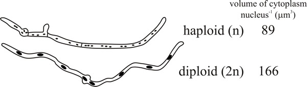 Diagrammatic comparison of germinating haploid and diploid spores of Aspergillus nidulans