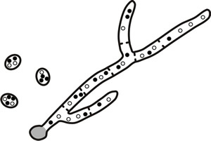 In some fungi that produce multinucleate spores, heterokaryons can be propagated through germination of the asexual spore