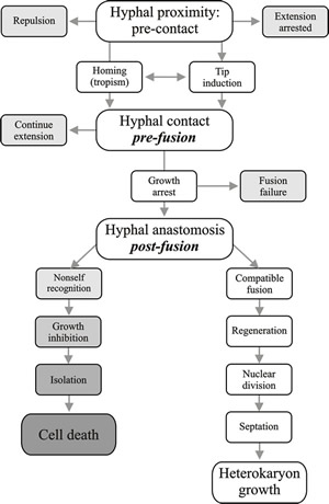 Flow diagram illustrating the progress of hyphal interaction leading to operation of the vegetative compatibility systems