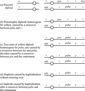 Yellow-spored mitotic segregants obtained from an experiment with Aspergillus nidulans in which the original diploid was heterozygous for both white (w) and yellow (y) conidia