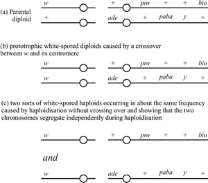 White-spored mitotic segregants obtained from an experiment with Aspergillus nidulans in which the original diploid was heterozygous for both white (w) and yellow (y) conidia