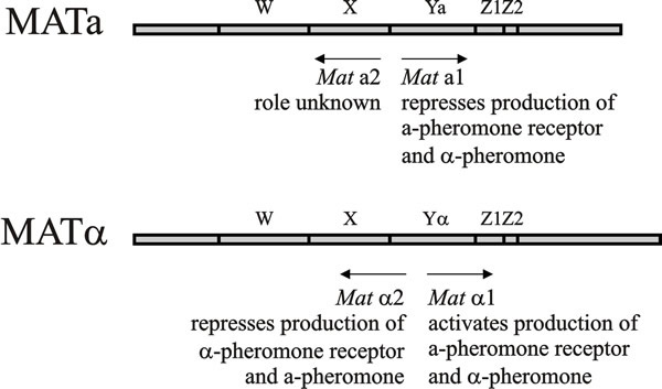 Functional domains in mating type factors of Saccharomyces cerevisiae