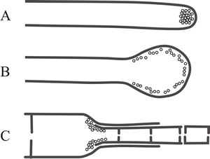 Different ‘wall building’ processes involved in hyphal differentiation