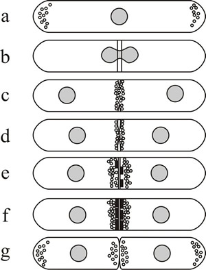 Septum formation and cytokinesis in Schizosaccharomyces pombe as an example of thallic development