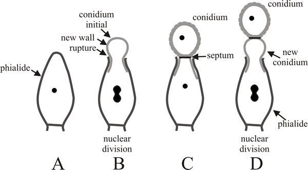 Development of conidia from a phialide