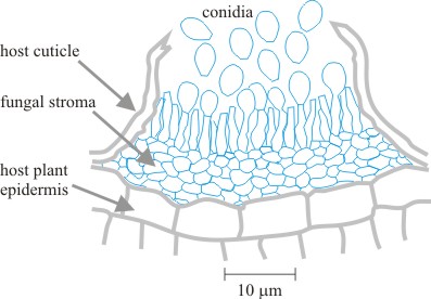 Diagram illustrating the structure of an acervulus