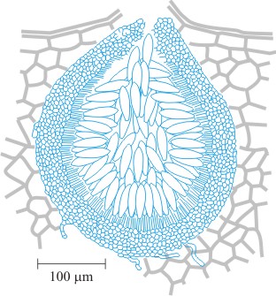 structure of a pycnidium