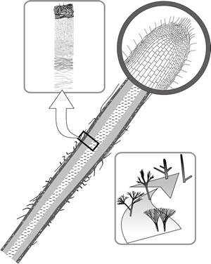 Rhizomorph structure