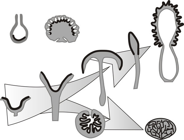 The variety of multicellular fruiting bodies of ascomycete fungi in the form of simplified diagrammatic sectional drawings