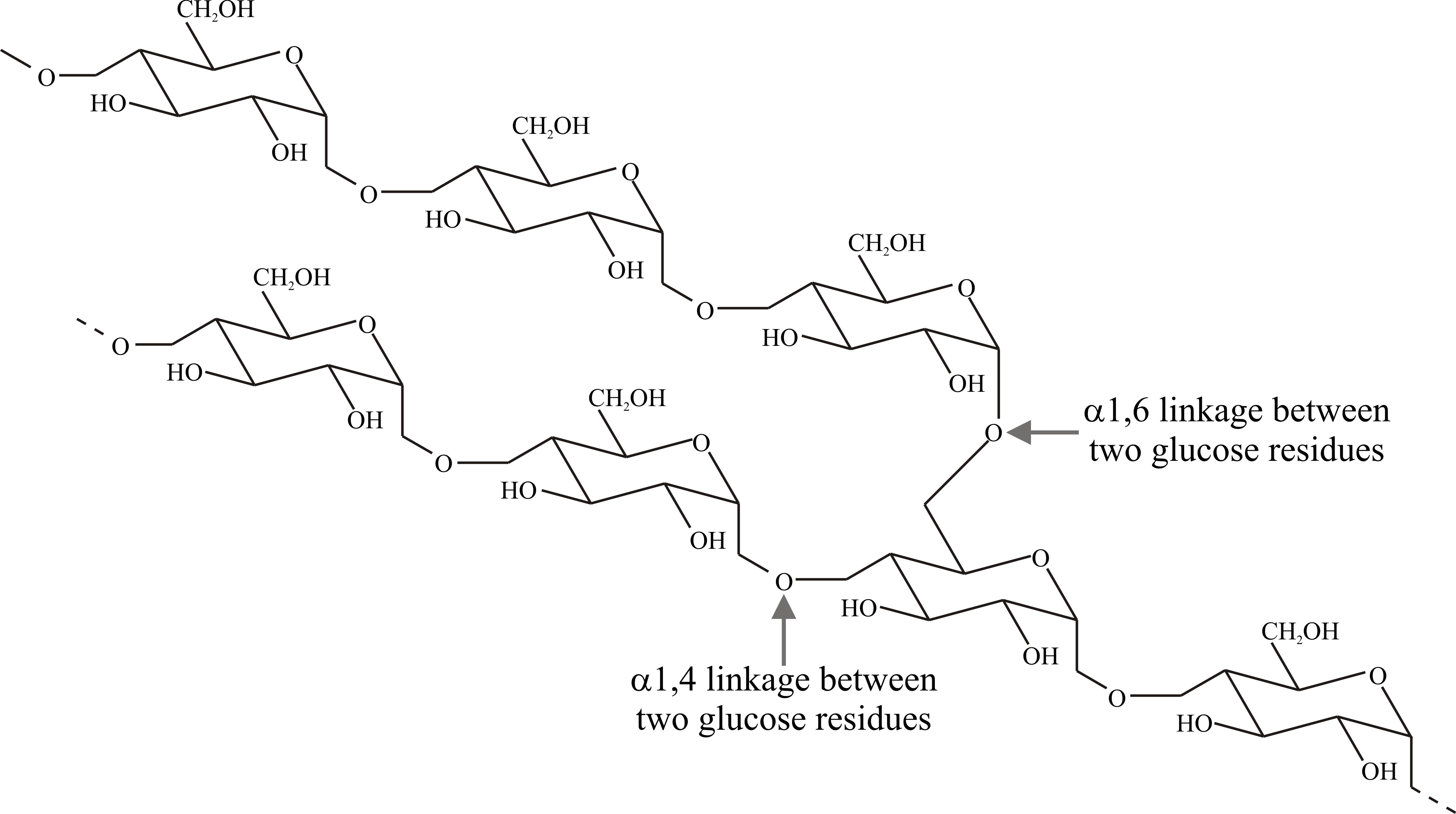 Structural formula of amylopectin