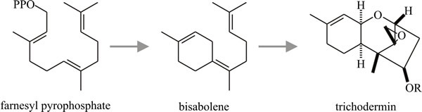 Sesquiterpenes: possible cyclisations of farnesylpyrophosphate to produce the trichothecane nucleus