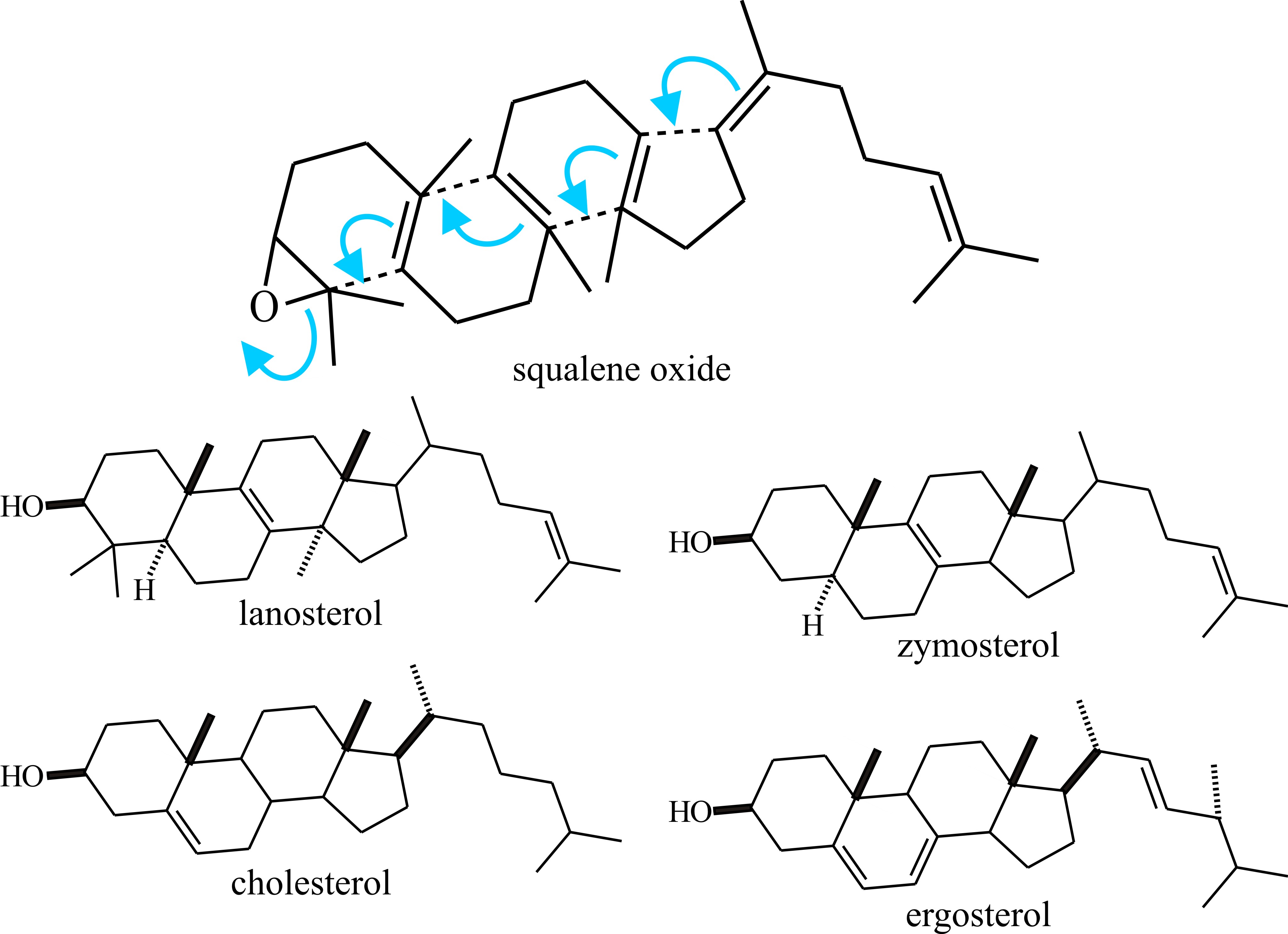 Sterols (and cyclic triterpenes) are derived by cyclisation of squalene oxide