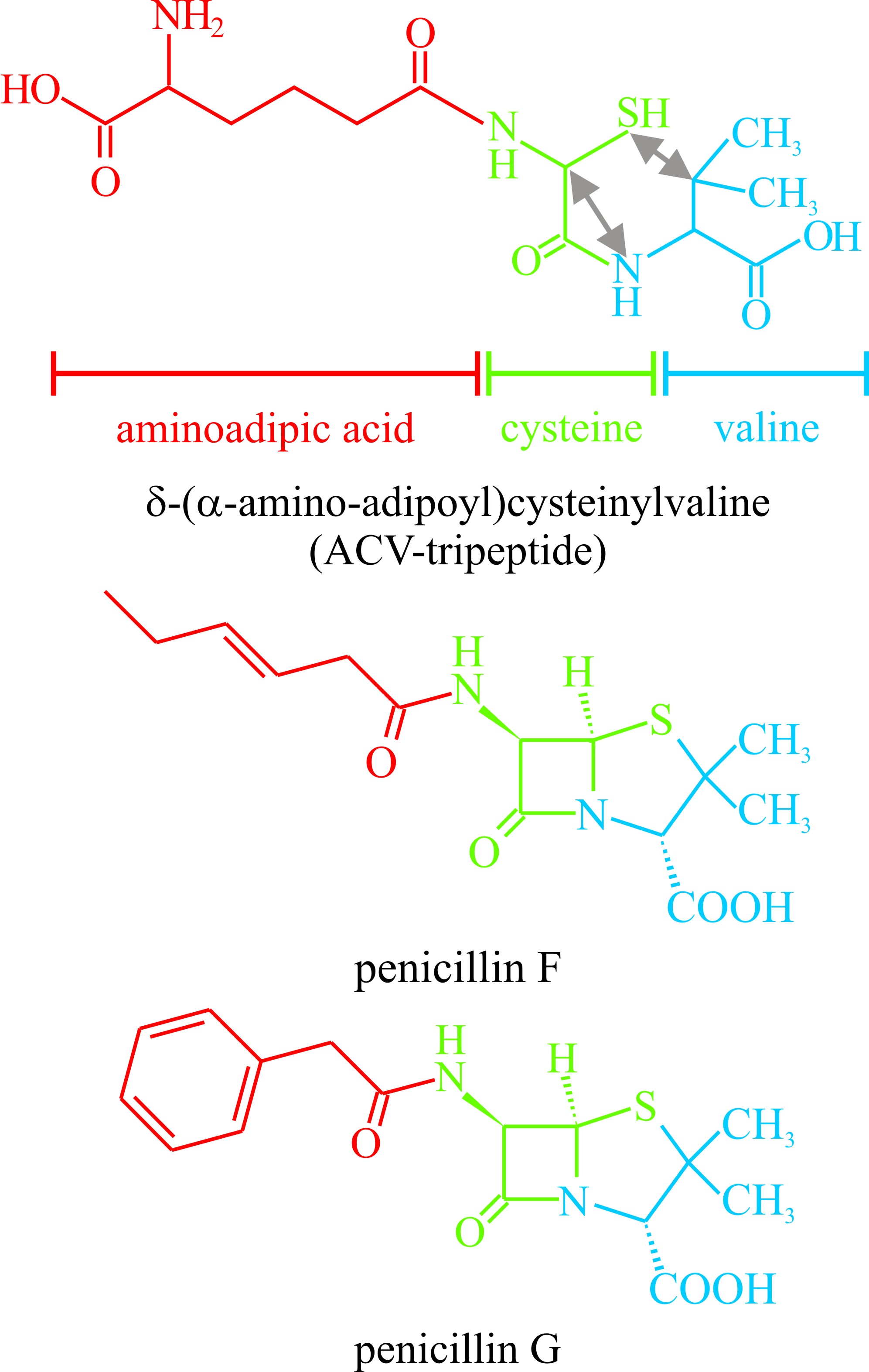 penicillin antibiotics are representative of secondary metabolites which are derivatives of peptides