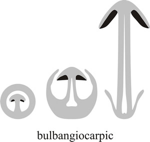 At its most extreme, the volva may extend right over the top of the fruit body and completely enclose it. This is called bulbangiocarpic development