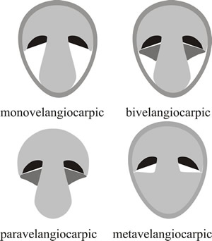 Four types of velangiocarpic development shown as diagrammatic vertical sections through immature fruit bodies