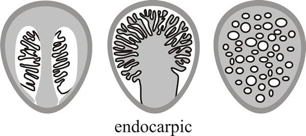 Endocarpic development produces a fruit body in which the mature hymenium is enclosed or covered over