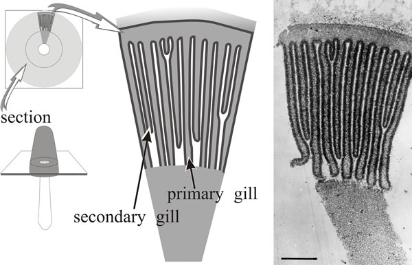 Segment of a transverse section of a fruit body cap of Coprinopsis cinerea at a late stage of development