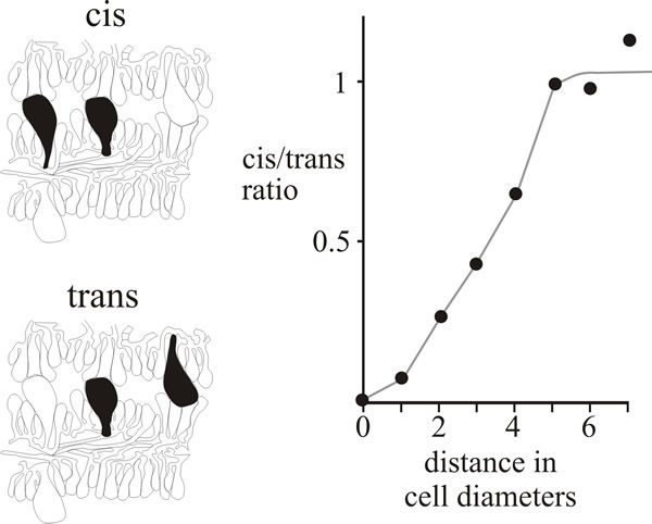 Cystidium distribution in the Coprinopsis cinerea hymenium