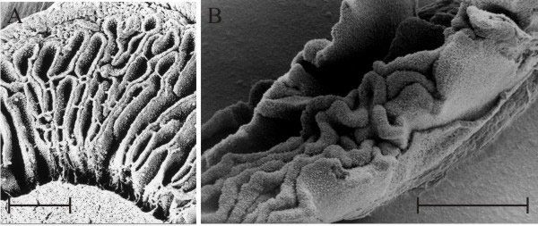 ‘Embryonic gills’ in both Coprinopsis cinerea and Volvariella bombycina are clearly seen to be convoluted in these scanning electron microscope preparations