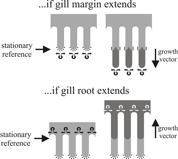 Gill formation in Volvariella