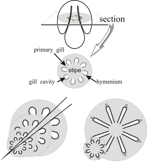 Primary gills of Coprinopsis are connected to the stem