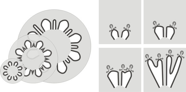 Generation of new primary and secondary gills in Coprinopsis