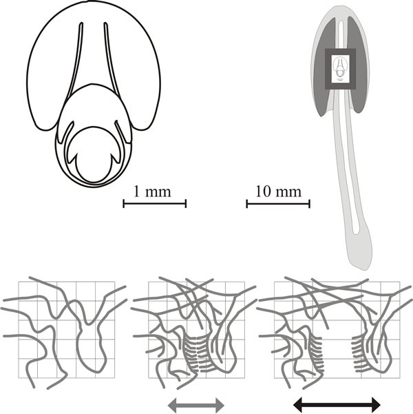 Dynamics of fruit body expansion in Coprinopsis cinerea