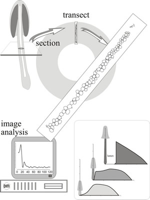 Stem structure and development in Coprinopsis cinerea