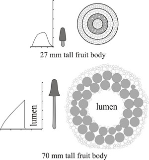 Interpretation of the geometrical consequences of cell size changes during development of the stem of Coprinopsis cinerea