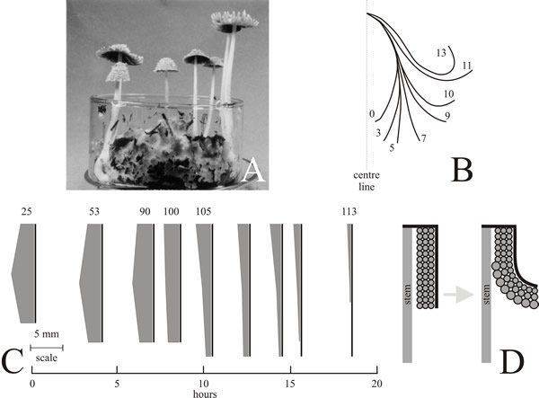 Final maturation of the fruit body cap of Coprinopsis cinerea