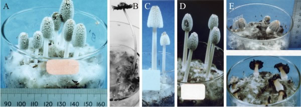 Developmental mutants of the Ink-cap mushroom, Coprinopsis cinerea