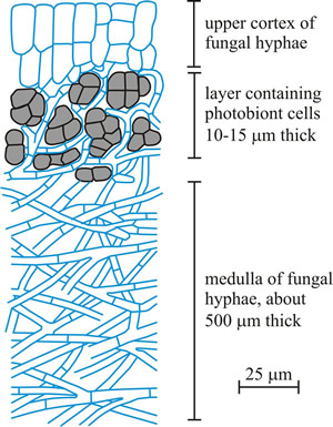 A sketch of a slice of lichen, showing the general structure of a stratified (heteromerous) thallus